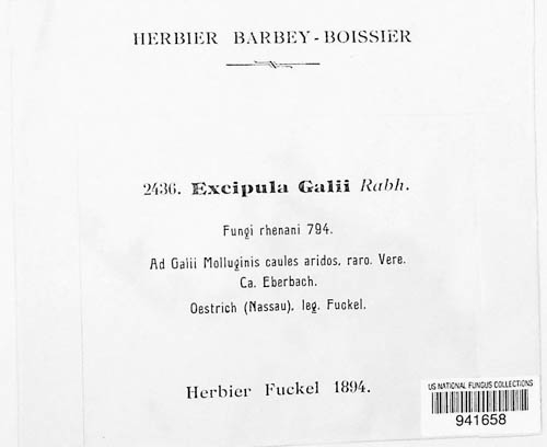 Ephelina galii image